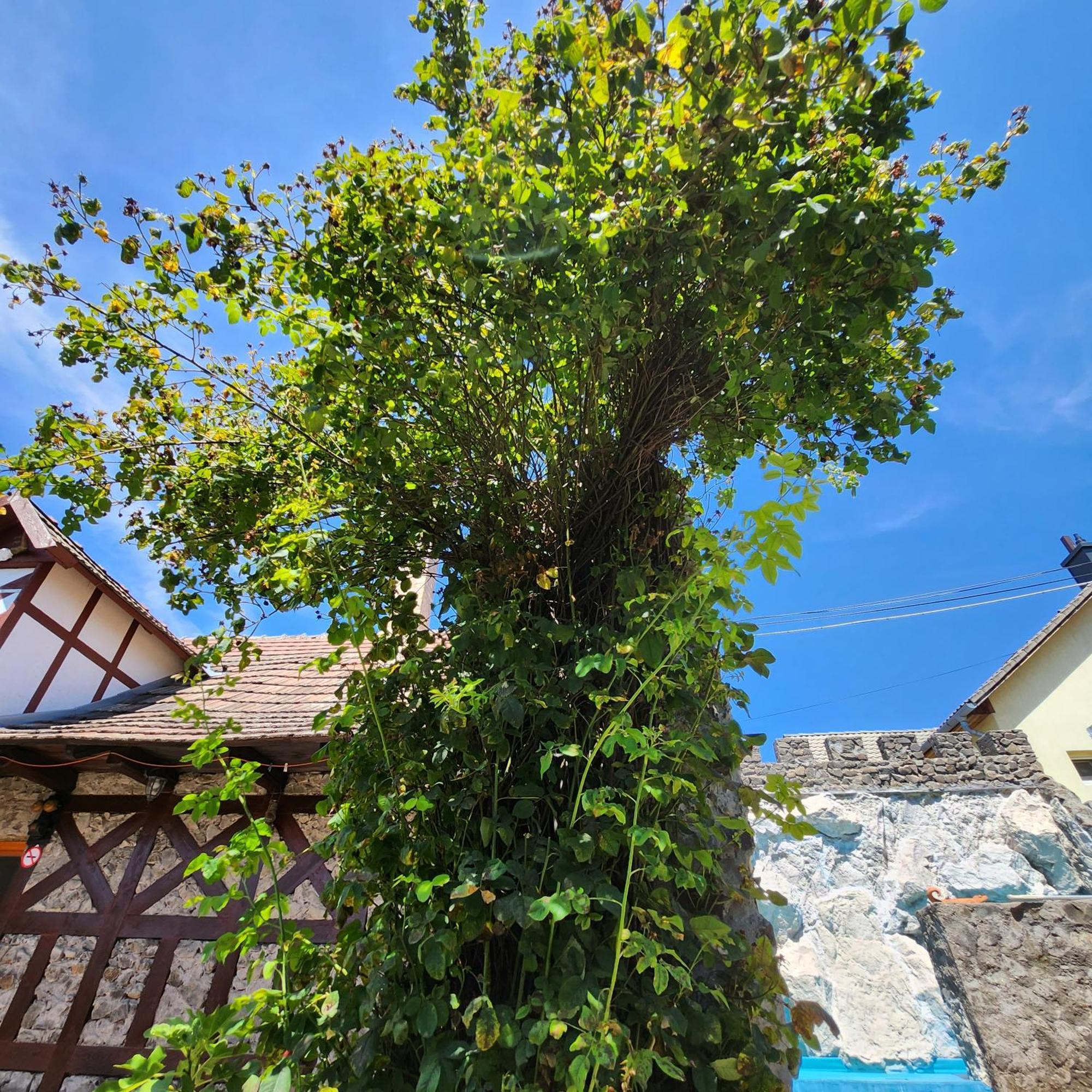 Facan-Lak Nograd Exterior foto